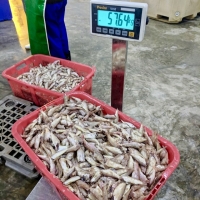 Timbangan Digital Waterproof / Tahan Air