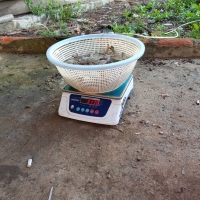 Timbangan Digital Waterproof / Tahan Air